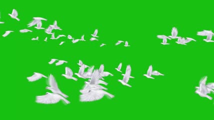 和平白鸽群飞行绿屏抠像
