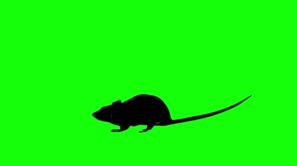 老鼠剪影绿色抠屏