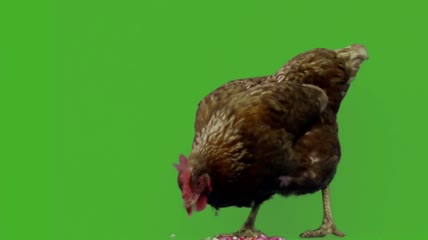 觅食的母鸡绿屏视频素材