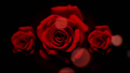 旋转的浪漫火红玫瑰花