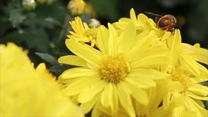 菊花盛开蜂蜜采蜜视频素材