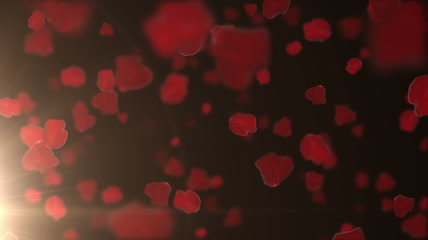 黑色背景红色玫瑰花动态视频素材