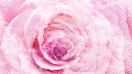 粉色玫瑰花旋转动态视频素材