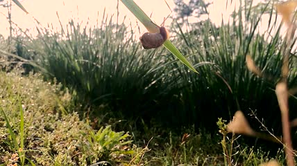 懒散蜗牛高清实拍视频