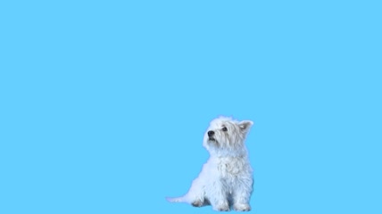 宠物狗抠像2