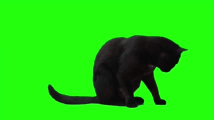 黑猫抠像绿屏