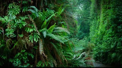 大自然绿色森林植物视频素材
