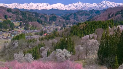 阿尔卑斯山和樱花实拍