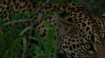 非洲野生动物自然保护区实拍