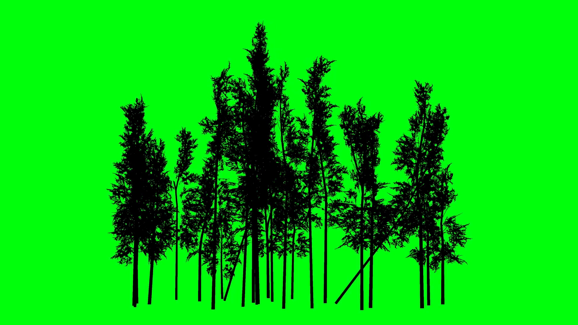 绿屏抠像竹风树剪影