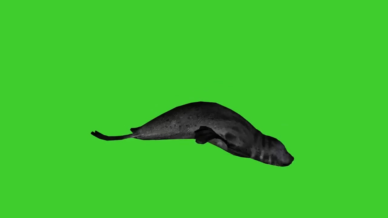 绿屏抠像游泳的海豹