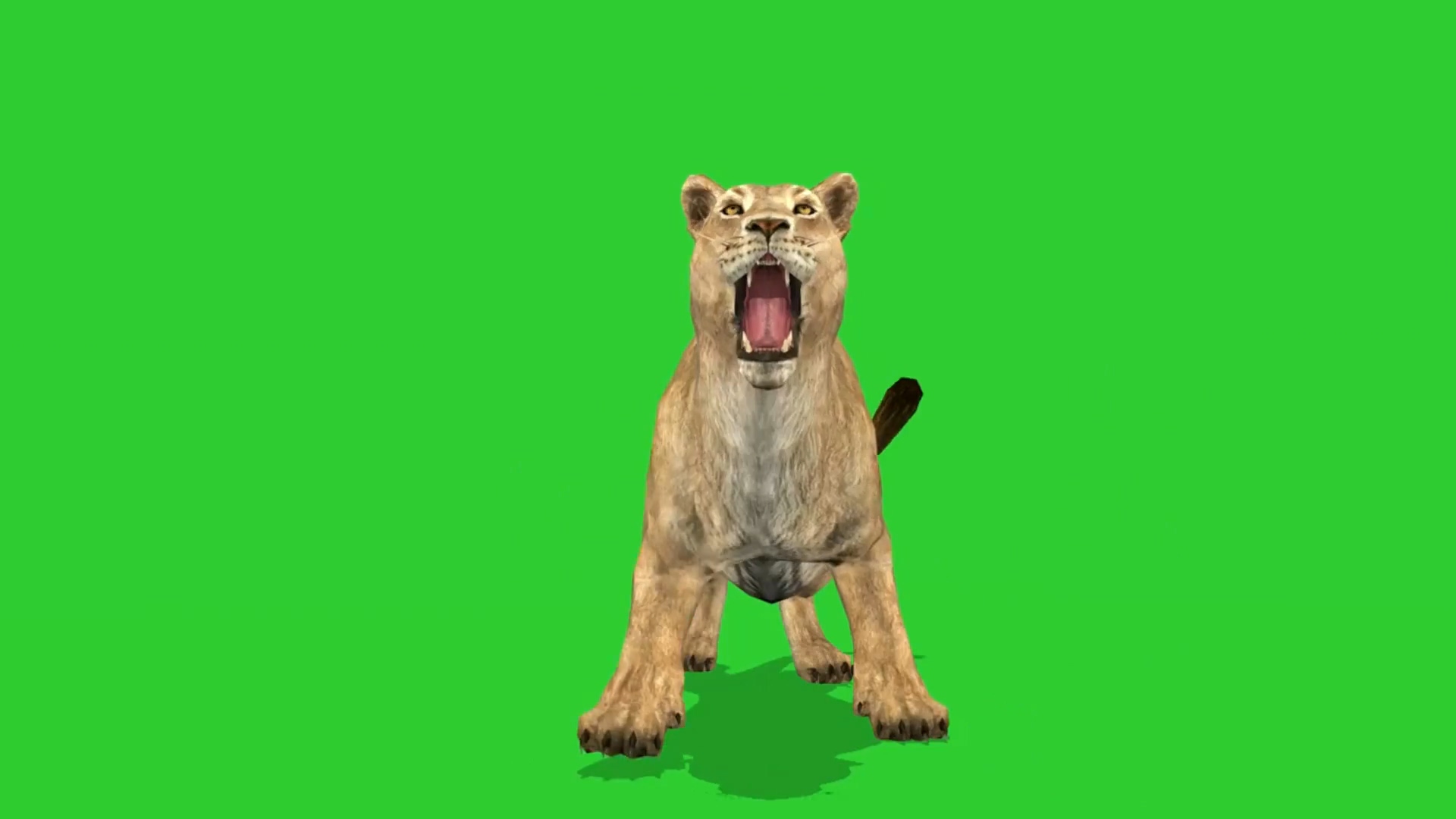绿屏抠像捕猎的狮子