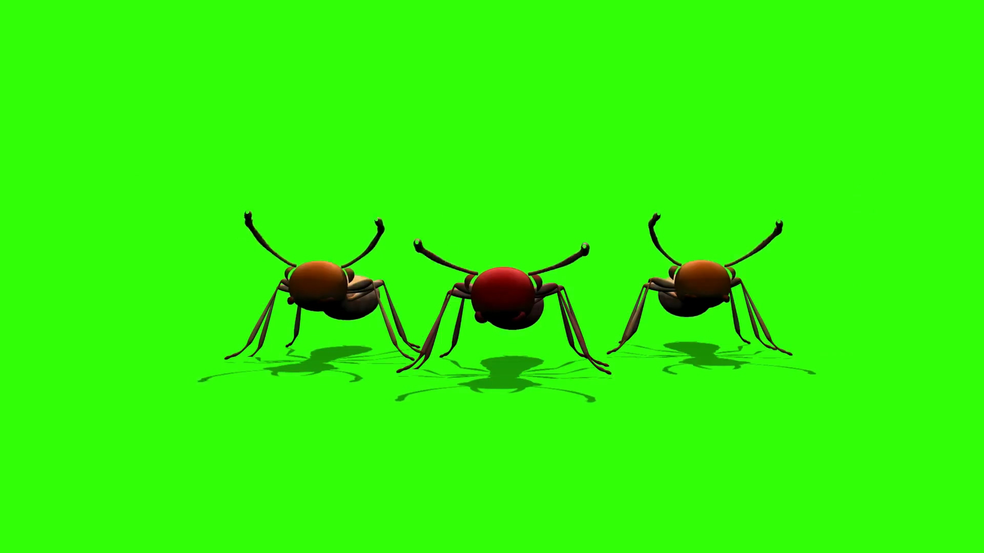 绿屏抠像卡通彩色蚂蚁