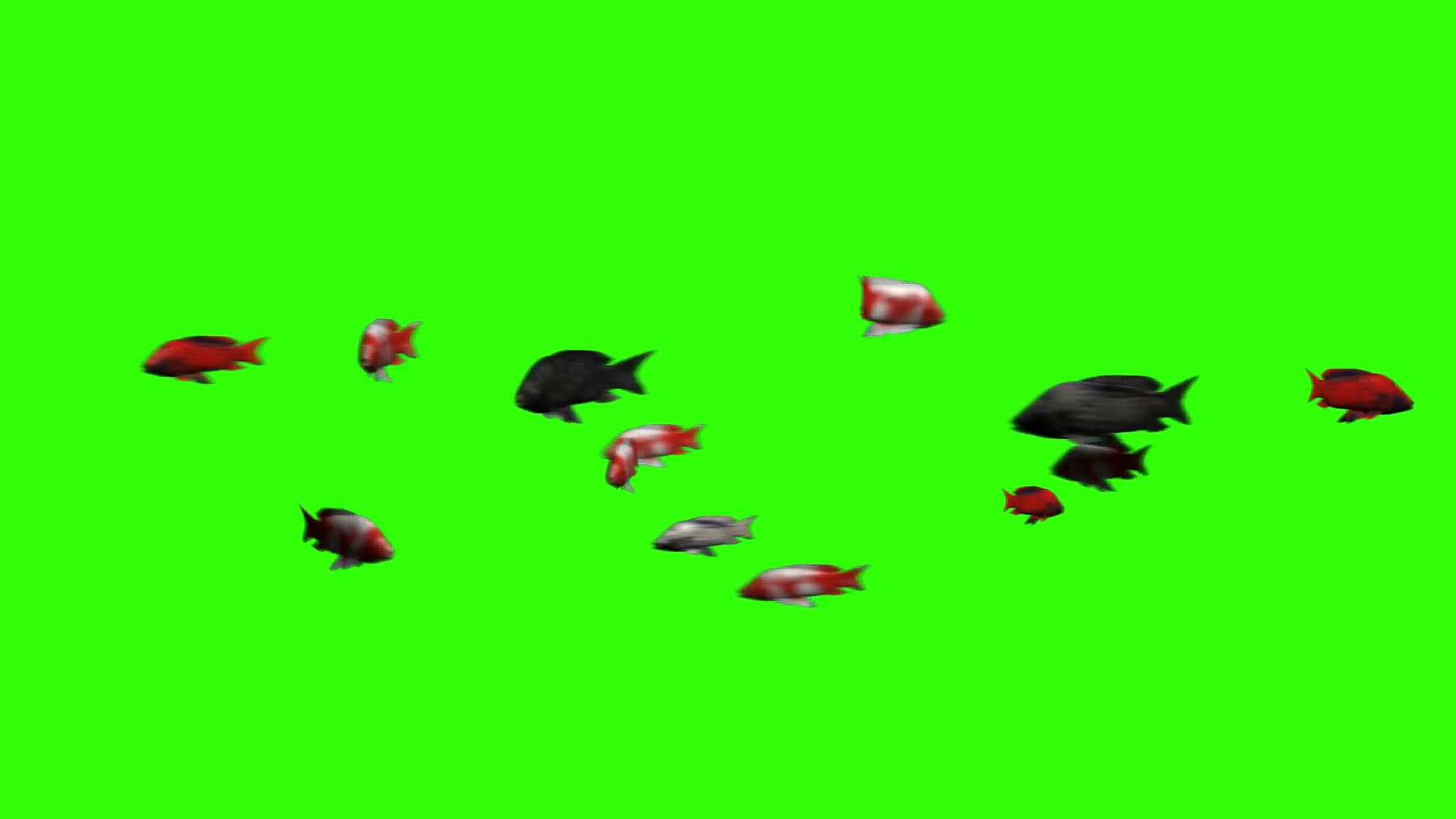 绿屏抠像游动的鱼群