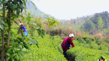 采茶茶山茶园绿色种植实拍