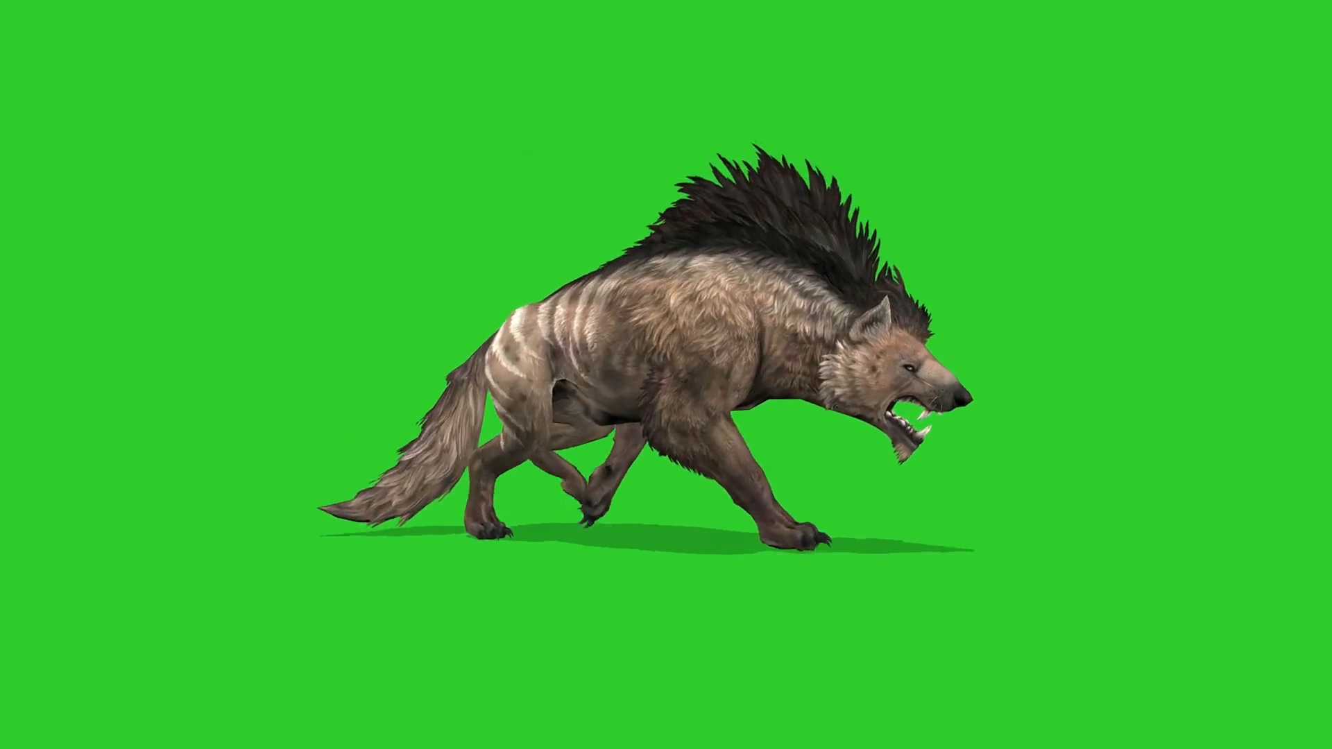 绿屏抠像奔跑的鬣狗