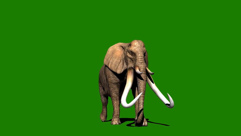 绿屏抠像行走的猛犸象