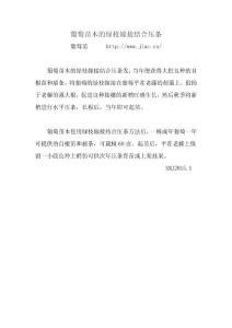 葡萄苗木的绿枝嫁接结合压条