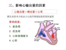 血液循环2-影响心输出量因素