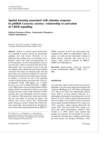 Spatial learning associated with stimulus response in goldfish Carassius auratus relationship to activation of CREB signalling