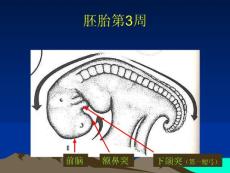 口腔组织病理学实验考试复习图谱