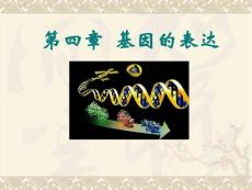 生物：第4章《基因的表达》课件（新人教版必修2）