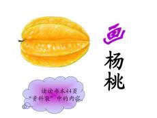 小學(xué)三年級語文課件：畫楊桃2