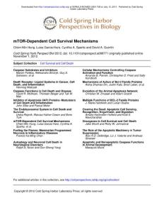 mTOR dependent cell survival mechani Source Cold Spring Harb Perspect Biol SO 2012 Dec 1 4 12[PMIDM23124837]