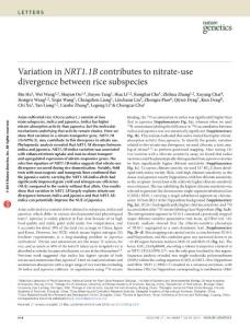 Variation in NRT1.1B contributes to nitrate-use divergence between rice subspecies