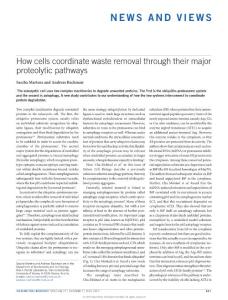 How cells coordinate waste removal through their major proteolytic pathways