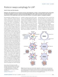 Rubicon swaps autophagy for LAP