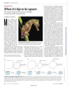 [PDF] When it´s hip to be square