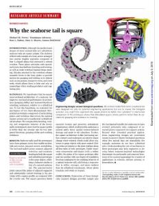 [PDF] Why the seahorse tail is square