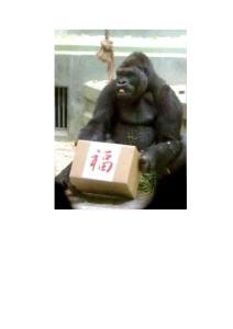 日本“最帥猩猩”將出寫真集