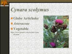 Cynara scolymus