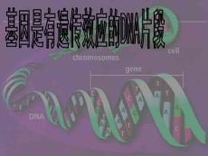 生物：3.4《基因是有遗传效应的DNA片段》课件（新人教版必修2）