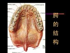 【大学课件】内脏学2