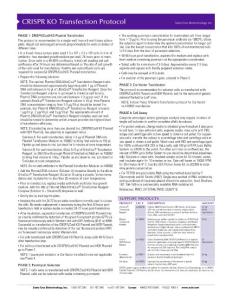 CRISPR KO Transfection Protocol