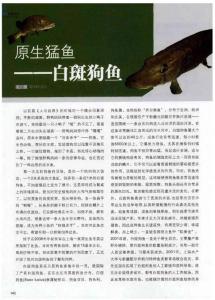 原生猛鱼——白斑狗鱼