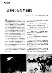 蛋种红头金鱼初探