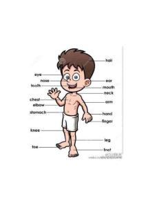 英语词汇身体各部位英语单词名称图像说明 (2)