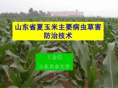 山东省夏玉米主要虫草害发生与防治2010.5.6