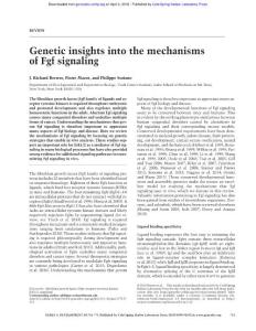 Genes Dev.-2016-Brewer-751-71-Genetic insights into the mechanisms of Fgf signaling