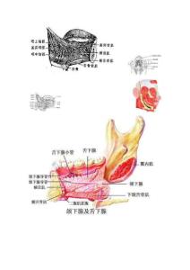 各種口腔解剖圖