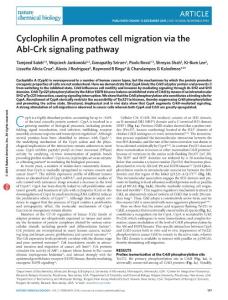nchembio.1981-Cyclophilin A promotes cell migration via the Abl-Crk signaling pathway