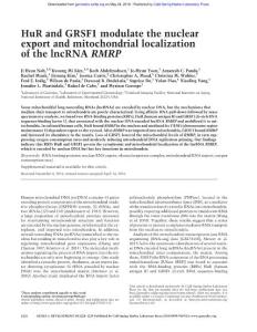 Genes Dev.-2016-Noh-1224-39-HuR and GRSF1 modulate the nuclear export and mitochondrial localization of the lncRNA RMRP