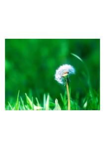 高清植物綠葉壁紙