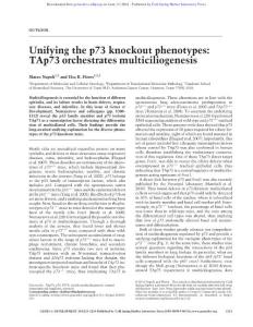 Genes Dev.-2016-Napoli-1253-4-Unifying the p73 knockout phenotypes TAp73 orchestrates multiciliogenesis