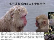 第十講 多夫多妻型社會