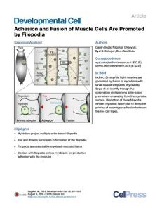 Developmental Cell-2016-Adhesion and Fusion of Muscle Cells Are Promoted by Filopodia